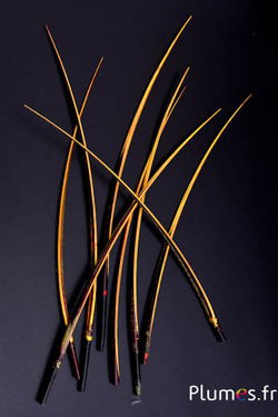 Oie rachis - 25-30 cm - noir-or aztèque